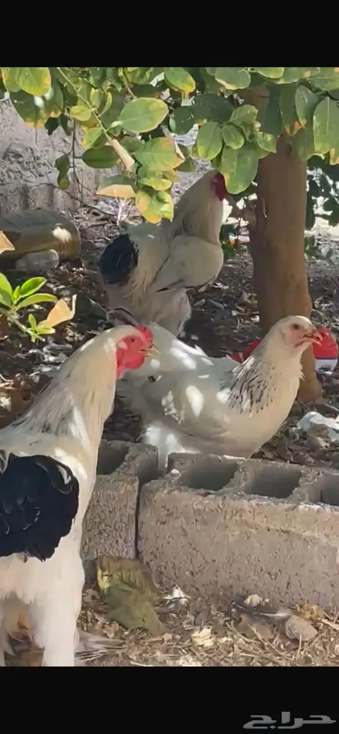 طقم براهما كلومبي فاخر 0