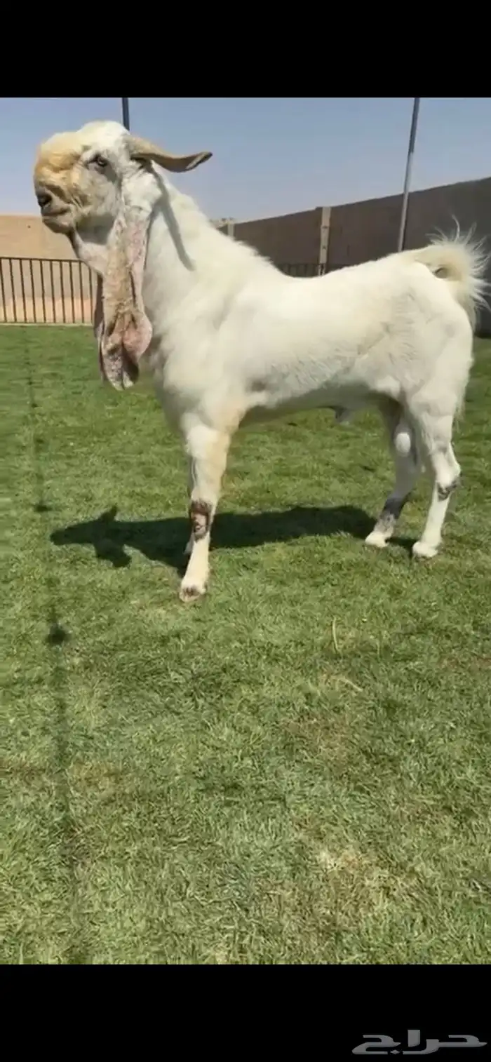 للبيع تيس مطور نادررر 0