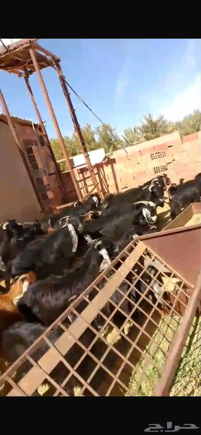خرفان رفيدي على 750 كم يوجد تيوس جنوبيه وعارضه فل شحم 5