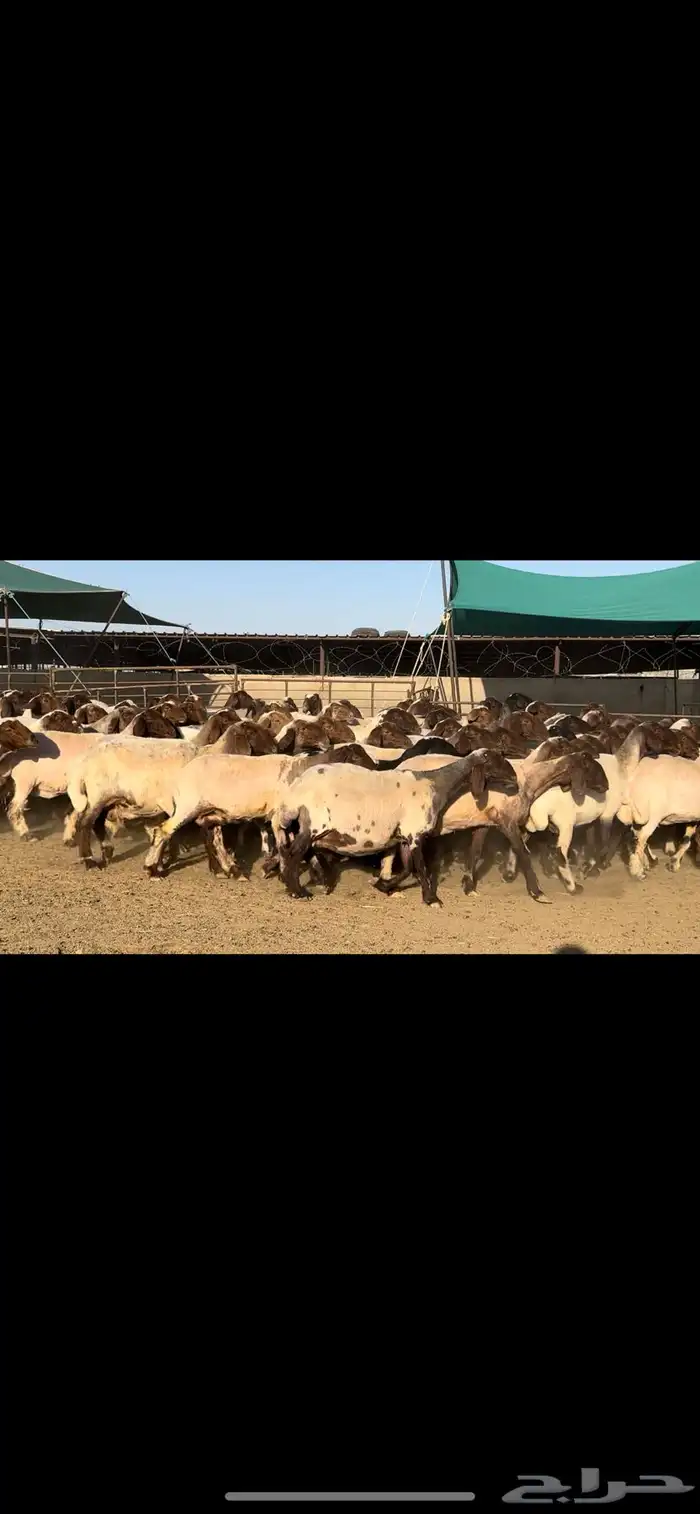 غنم نعيم مراح شرط الدفيع طيبه 2