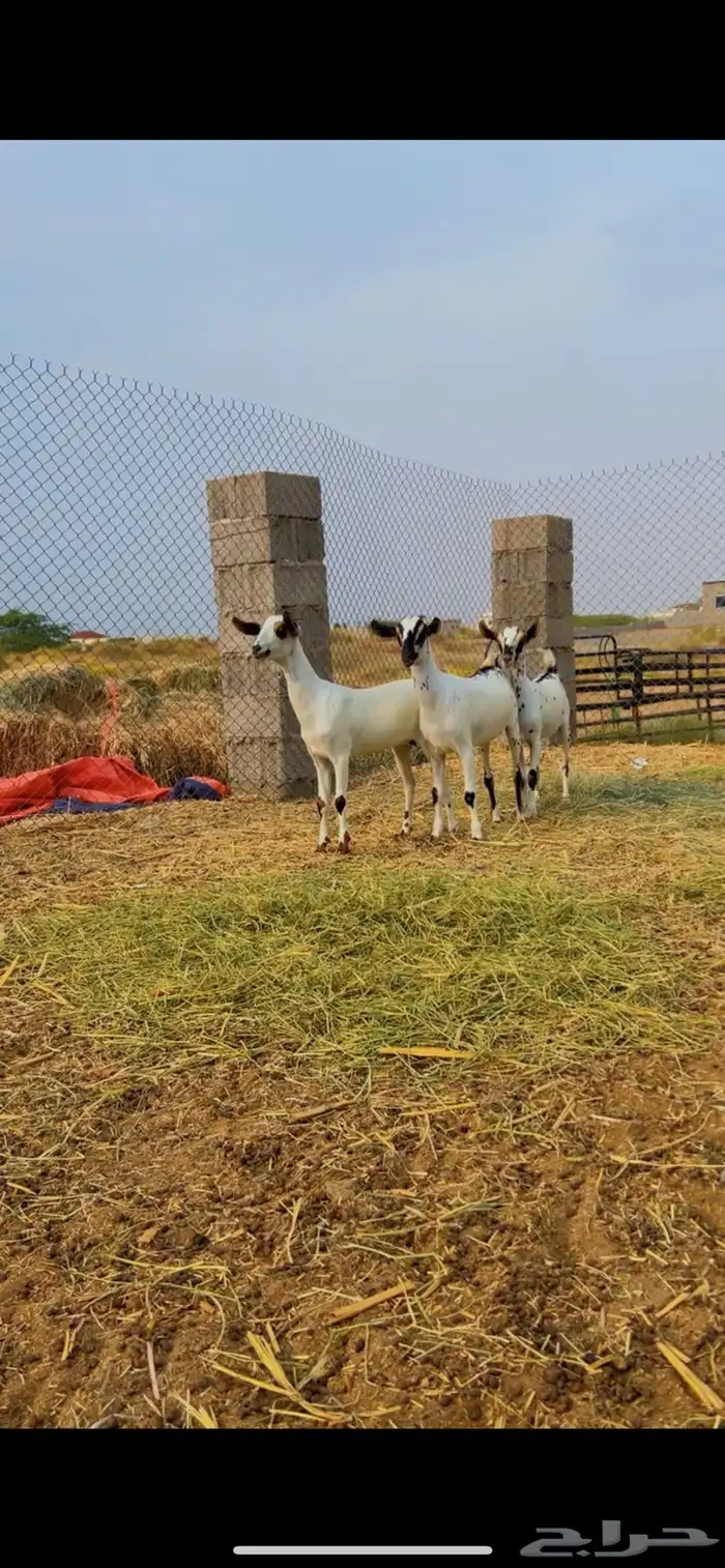 جفير للبيع 6