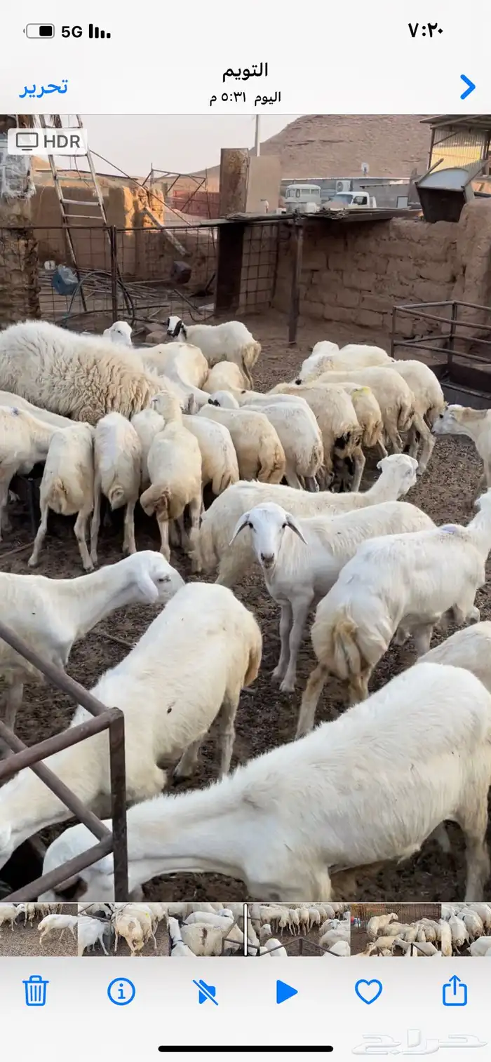 رخال رفيد العدد 75 1