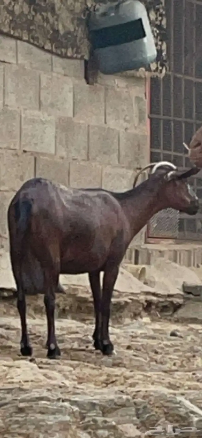 معزا دهم. 4