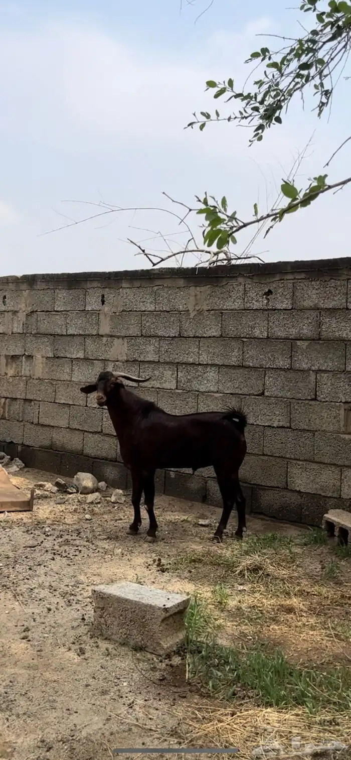 تيس فحل ادهم ادبس ( تم البيع 3