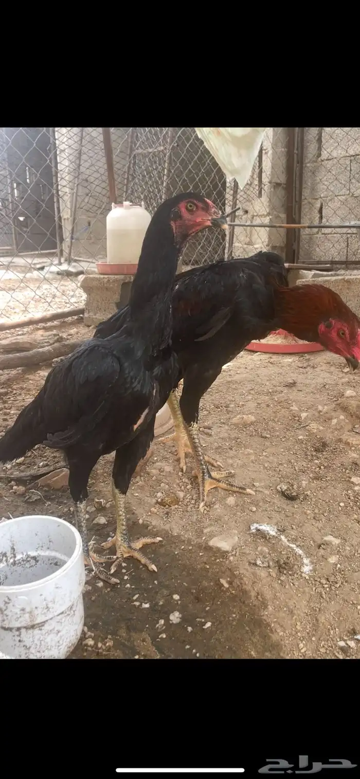 المجاردة 0