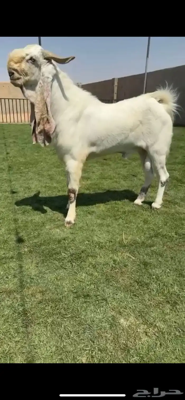 للبيع تيس مطور نادررر 1