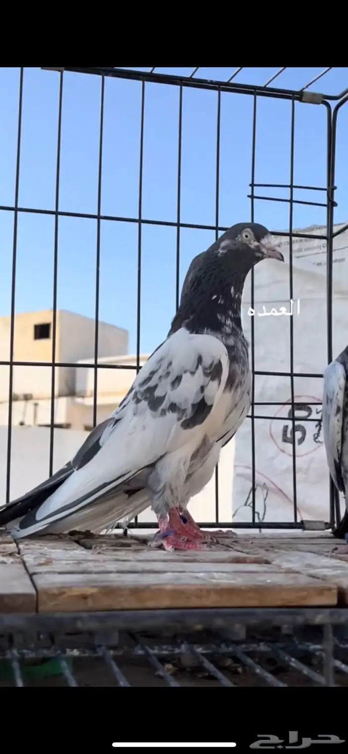 حمام باكستاني 3