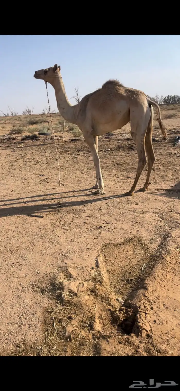 بكره حره طوع بالسن 3