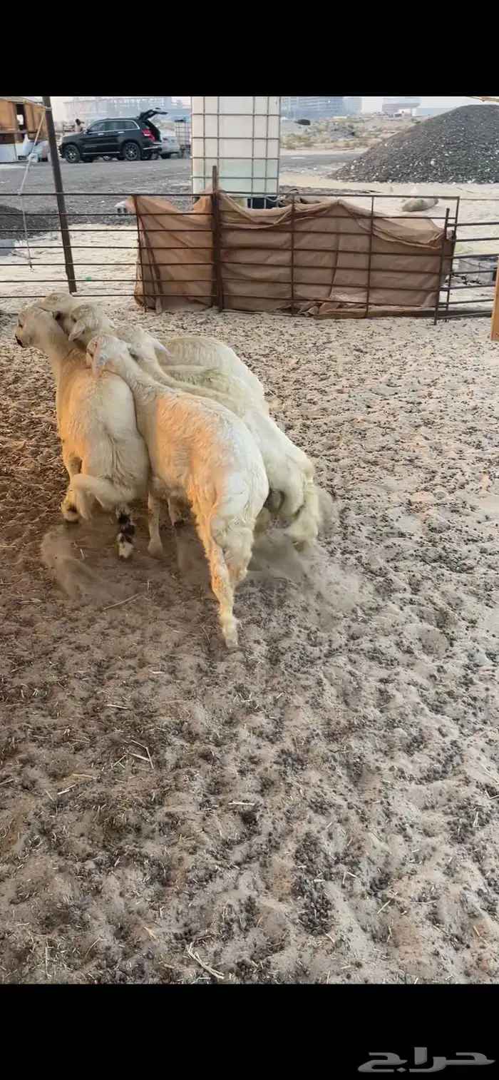 ذبايح حريات 0