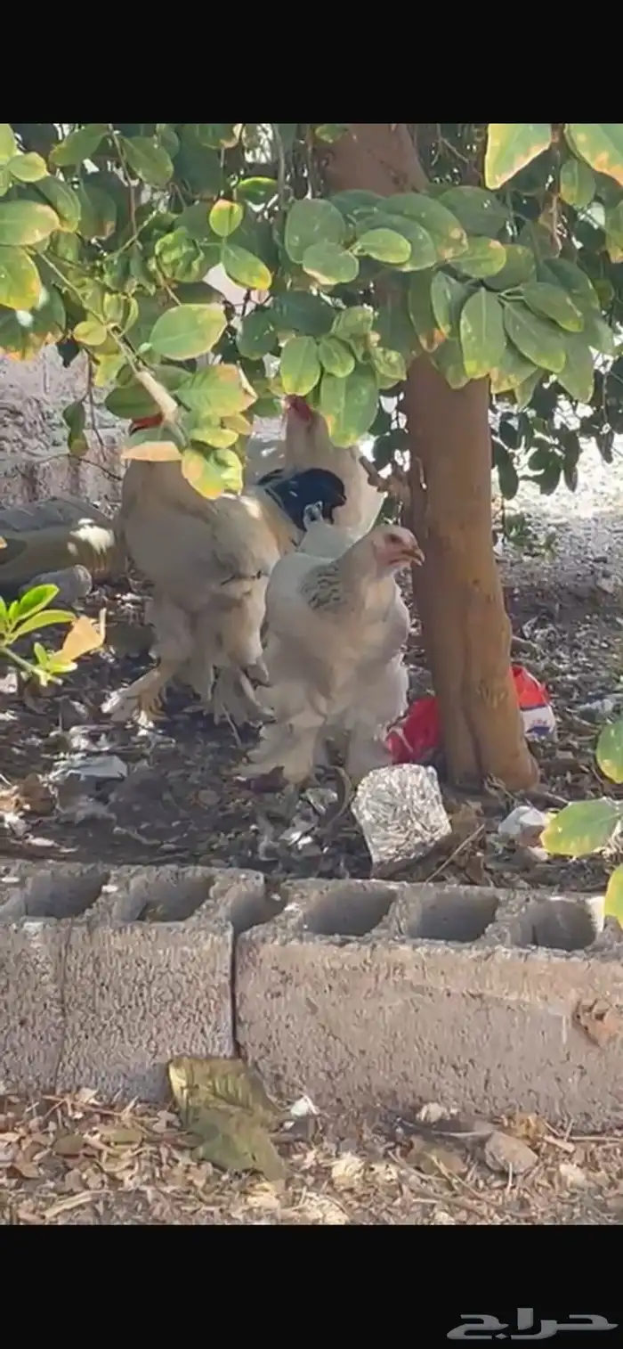 طقم براهما كلومبي فاخر 3