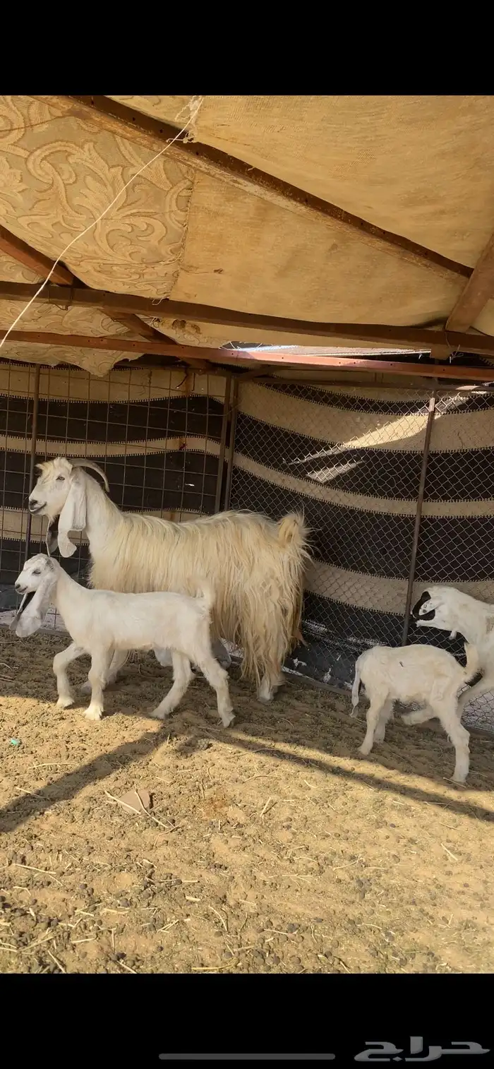 عنز عارضيه برصا متوم 4