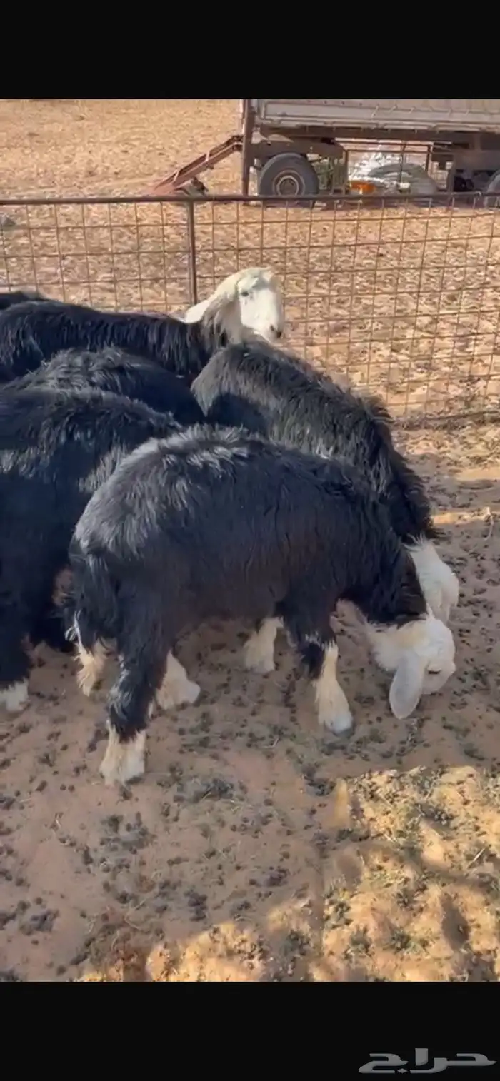 ارخال 0