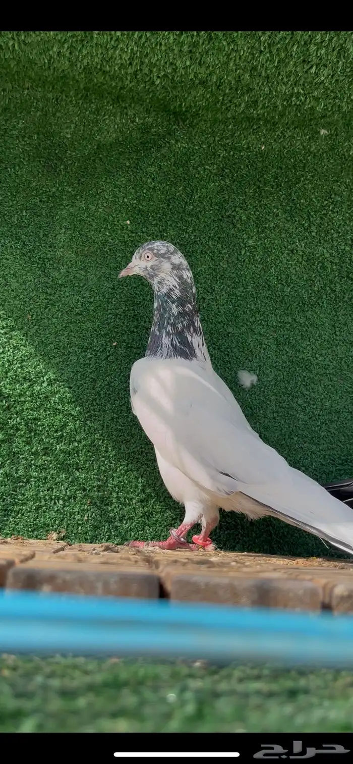 حمام باكستاني 2