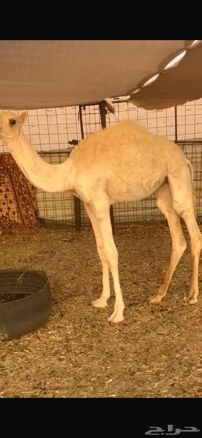 حواره للبيع 1