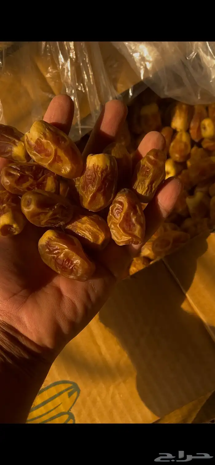 صقعي كراتين كبار 9