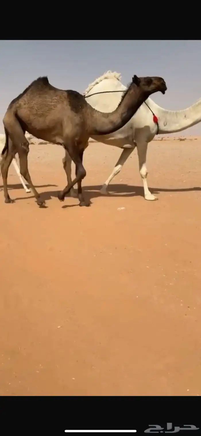 بكره صفرا دبيانيه طيبه سوم13 0