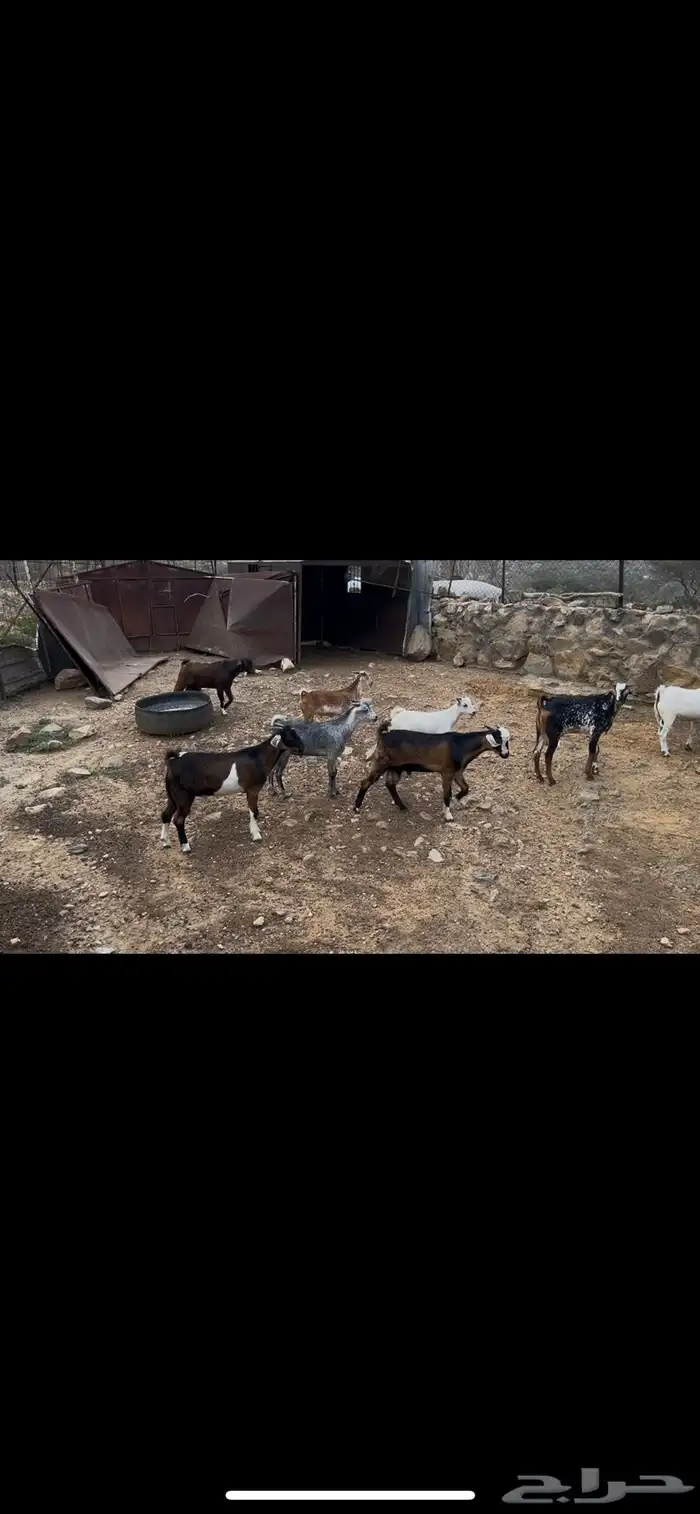 تيوس جذعان العدد 9 محافظه أضم بربوع العين 0