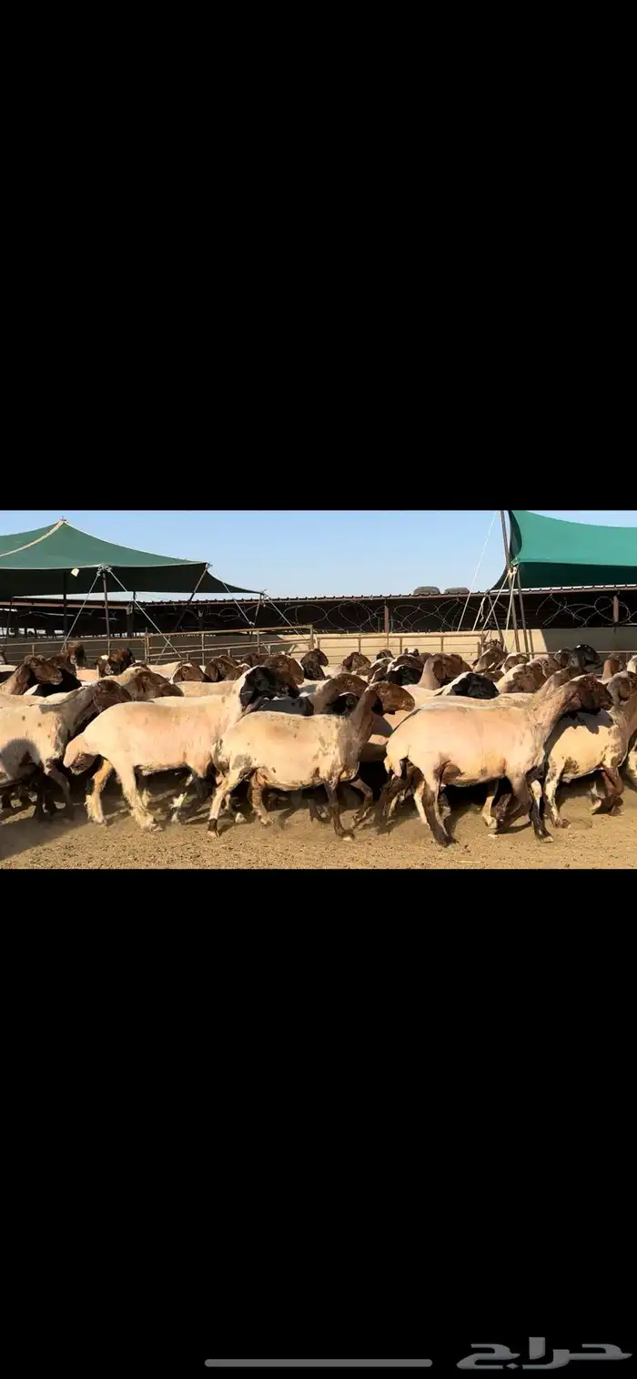 غنم نعيم مراح شرط الدفيع طيبه 0