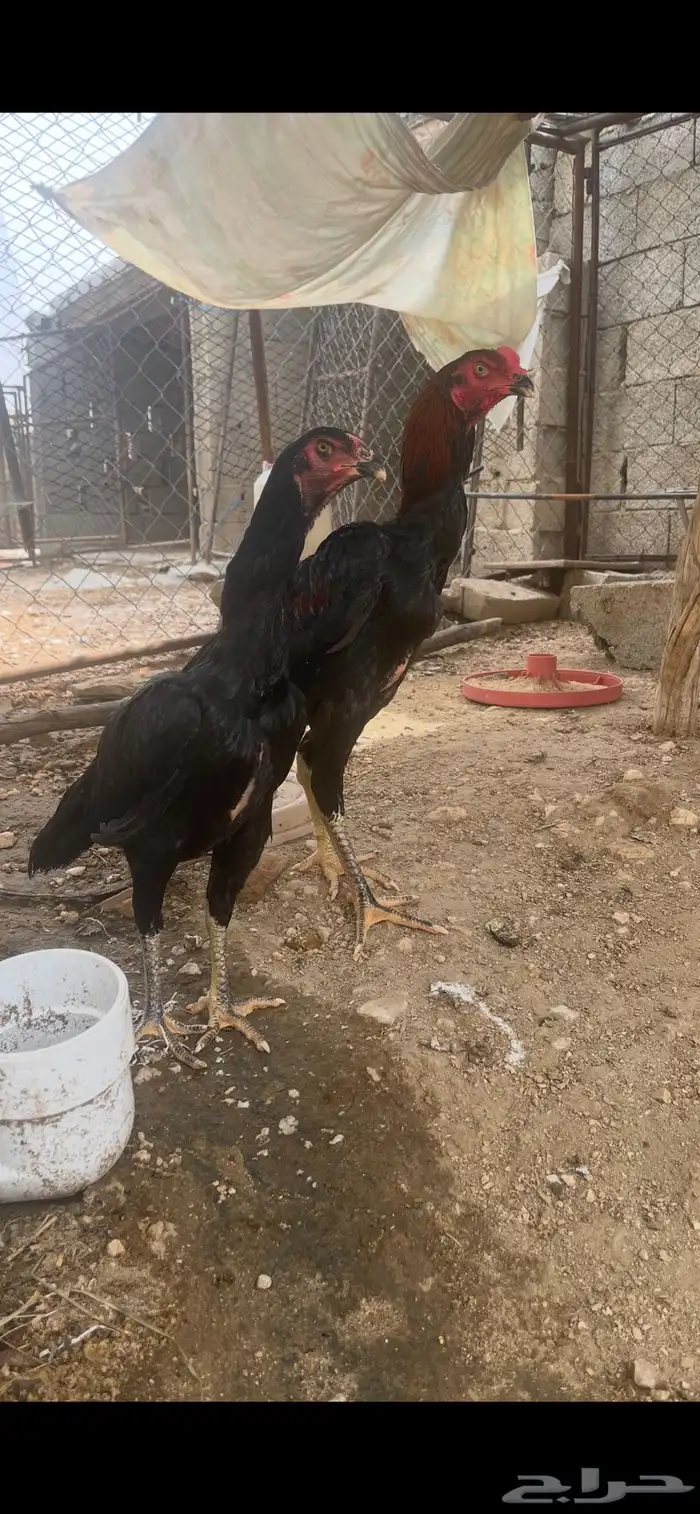 المجاردة 1