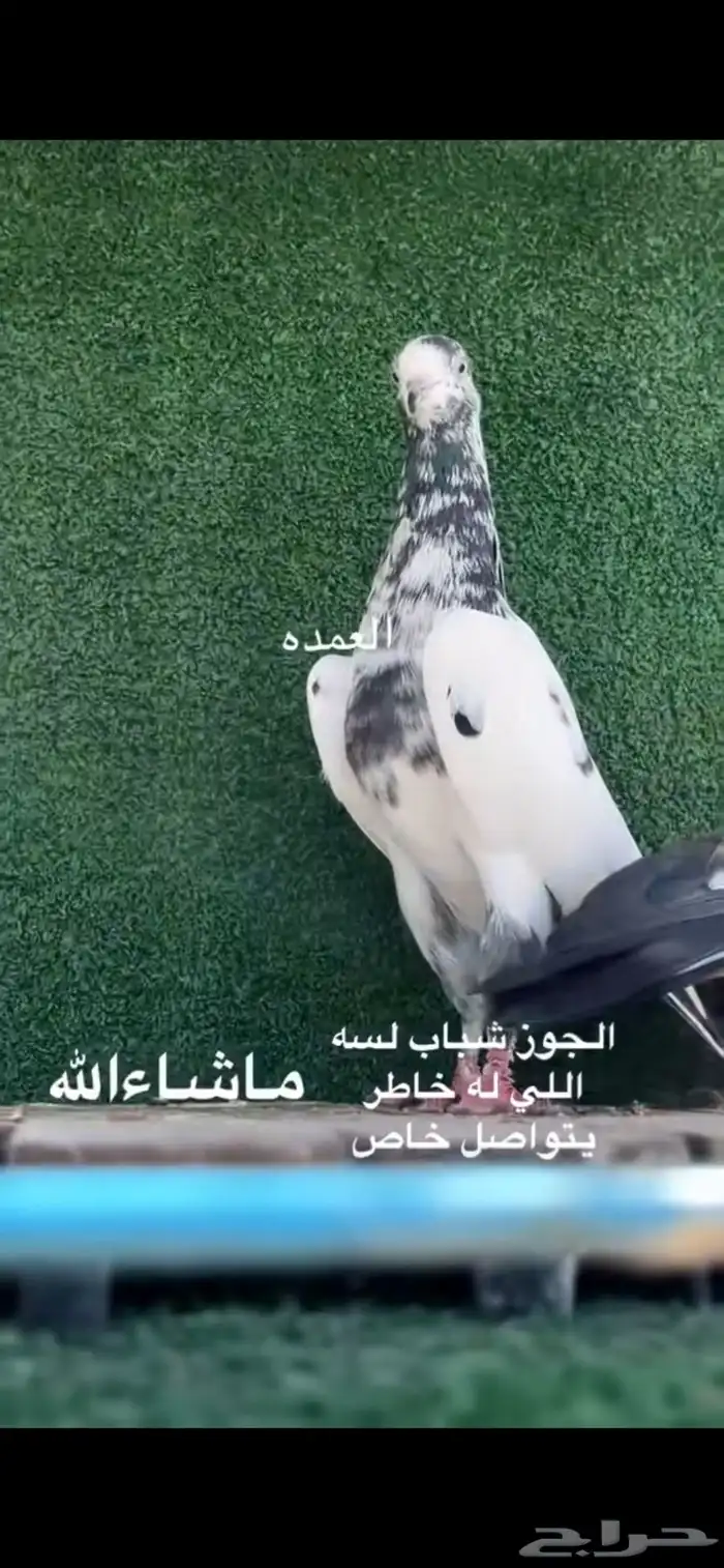حمام باكستاني 1