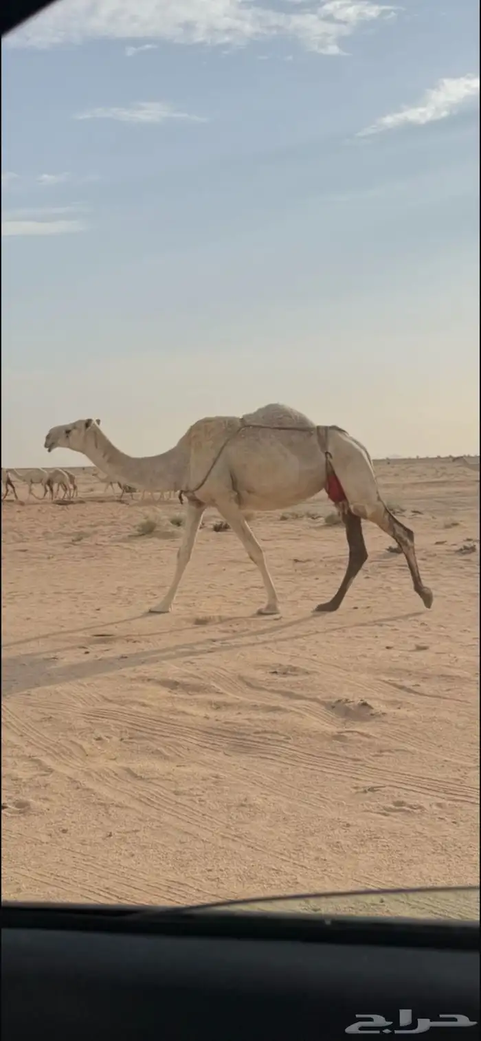 عشرا رمانيه تحتها بكره وقعود 0