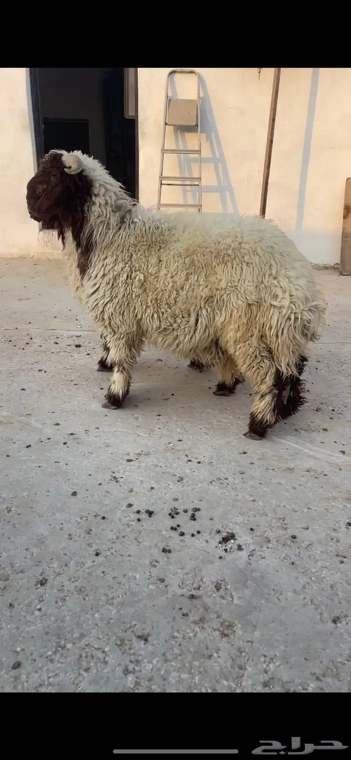 جذعان نعيم 0