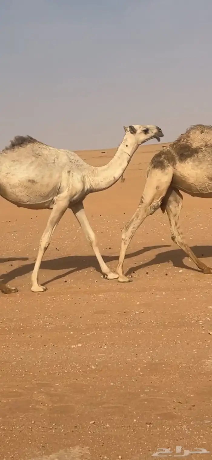 بكره حقه رمانيه 0