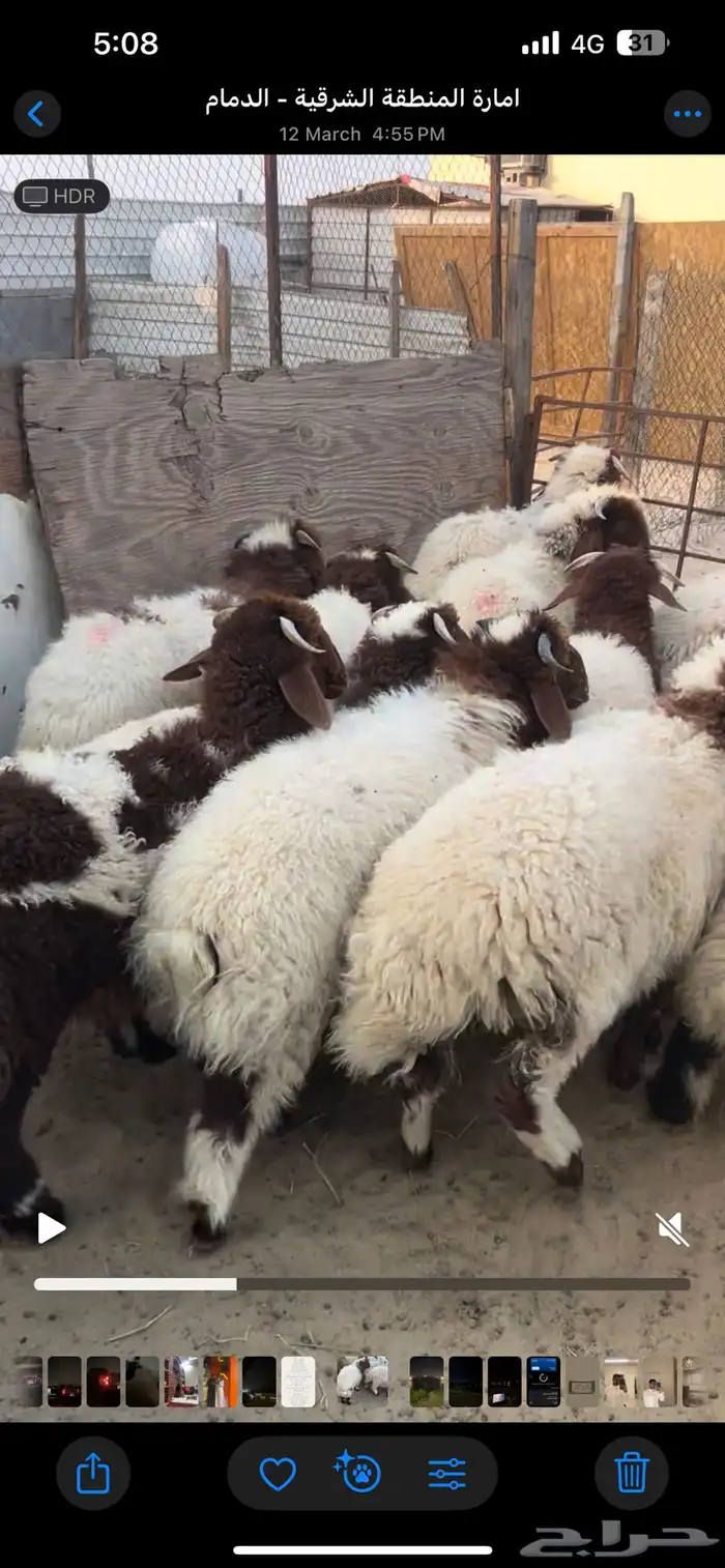ذبايح نعيم 0