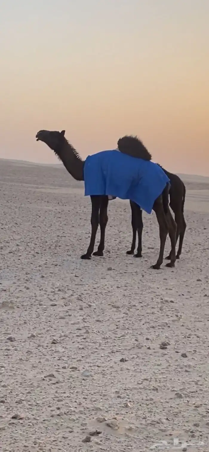 بعير على طناف منتج انتاجه طيب صور انتاجه موجوده 7