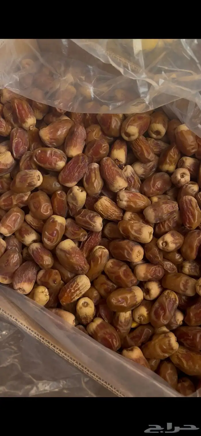 صقعي كراتين كبار 0