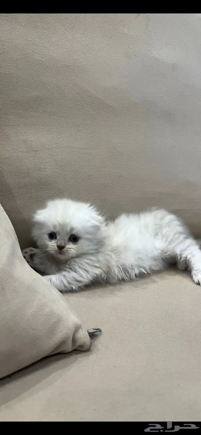 كتن سكوتش فولد لونق هير 1