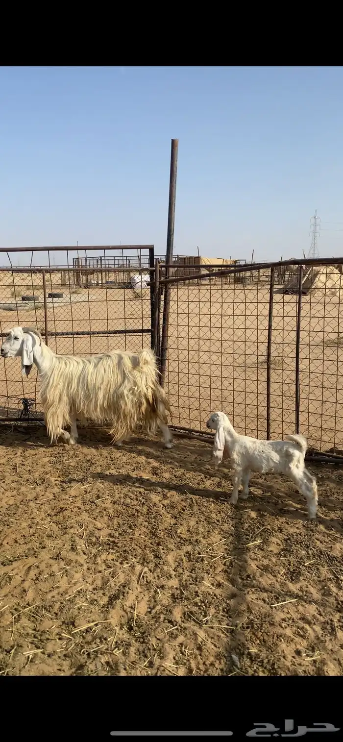 عنز عارضيه برصا متوم 0
