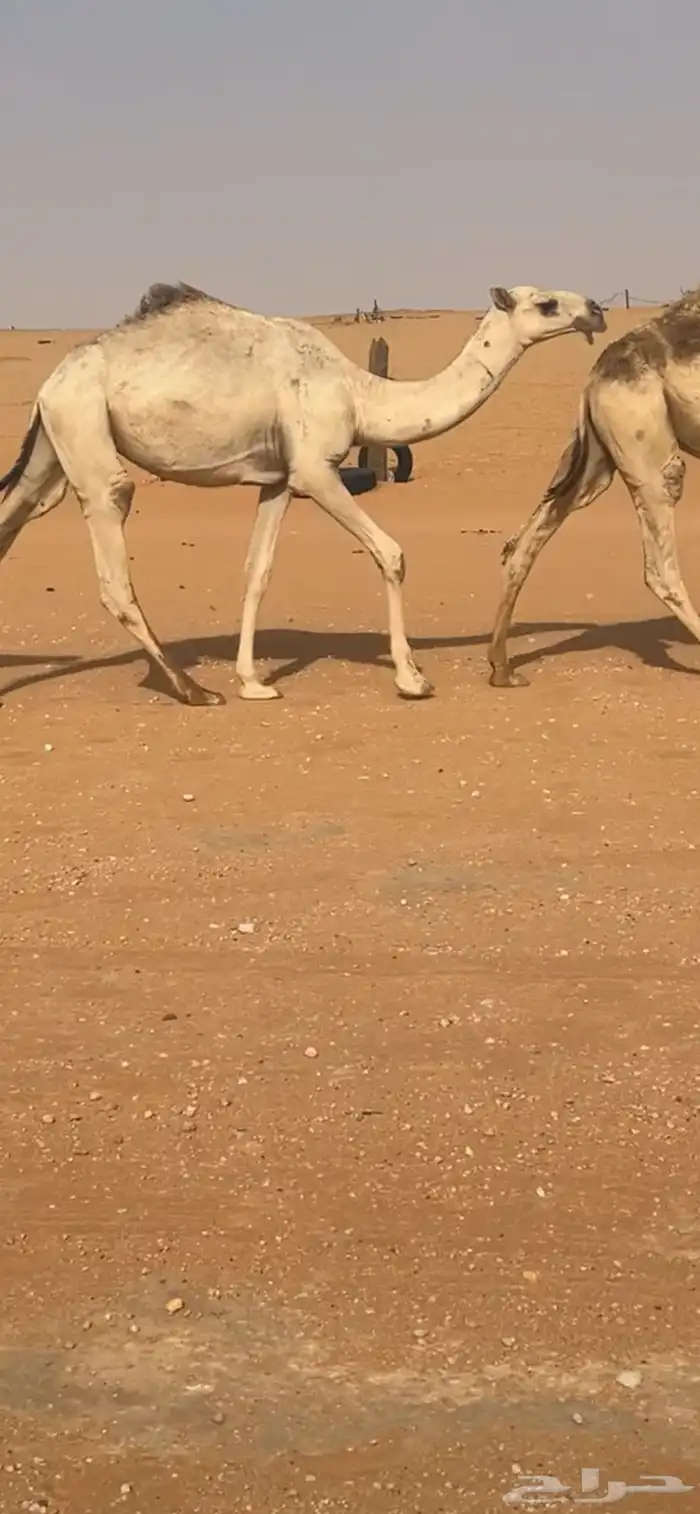 بكره حقه رمانيه 1