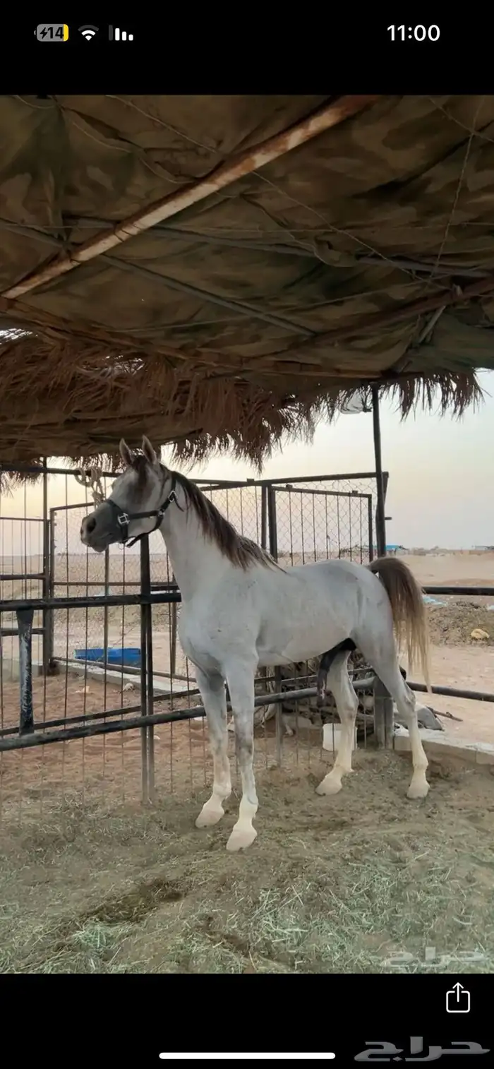 حصان شعبي 5