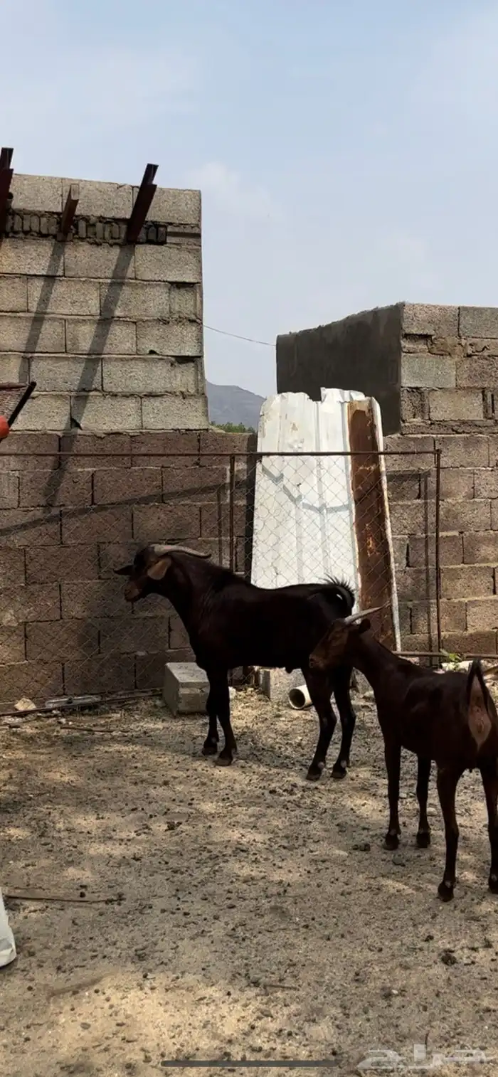 تيس فحل ادهم ادبس ( تم البيع 2