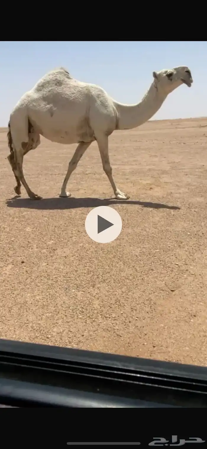 للبيع الضريبه الوضحا شرط من جميع العذاريب 0