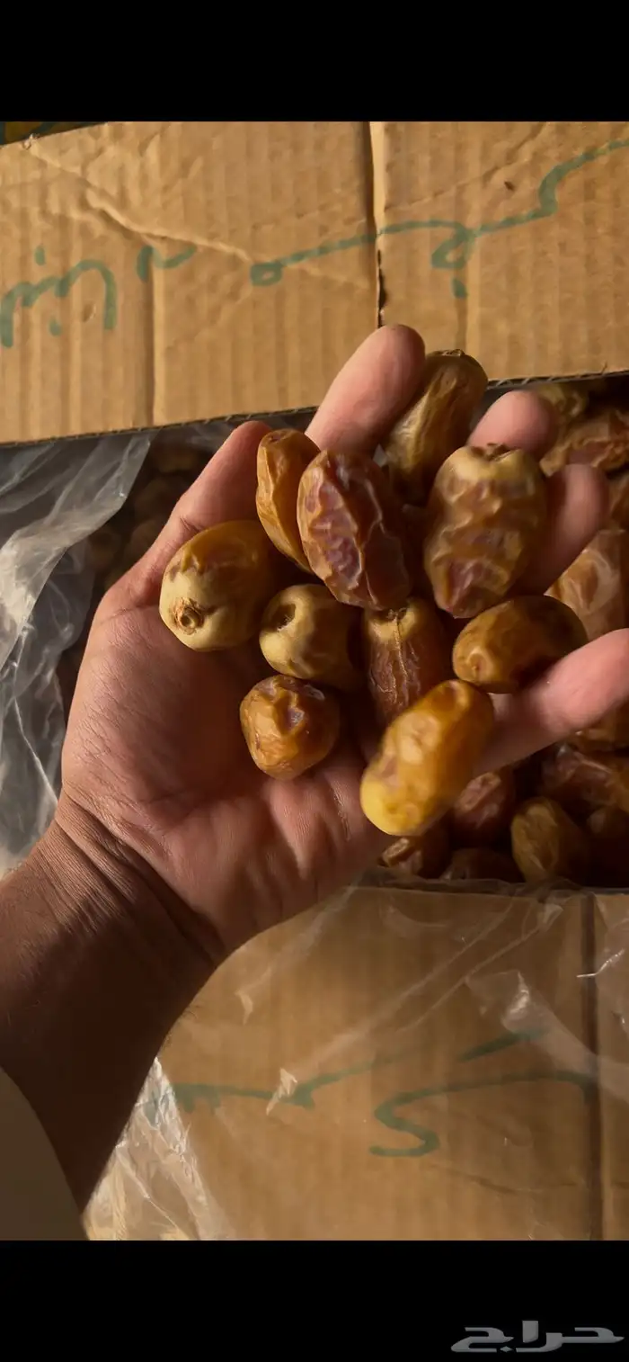 صقعي كراتين كبار 8