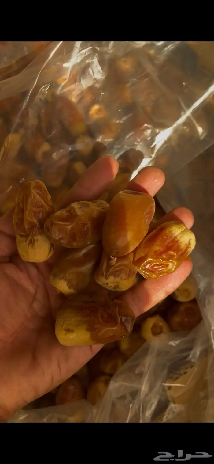 صقعي كراتين كبار 1