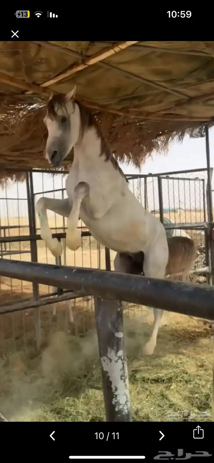 حصان شعبي 6