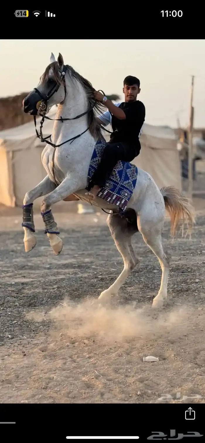 حصان شعبي 4