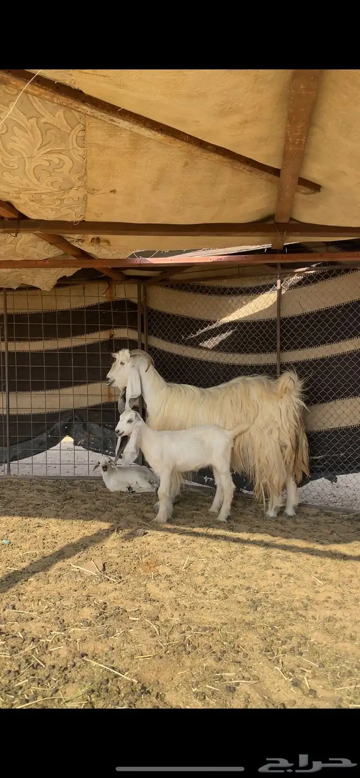 عنز عارضيه برصا متوم 5