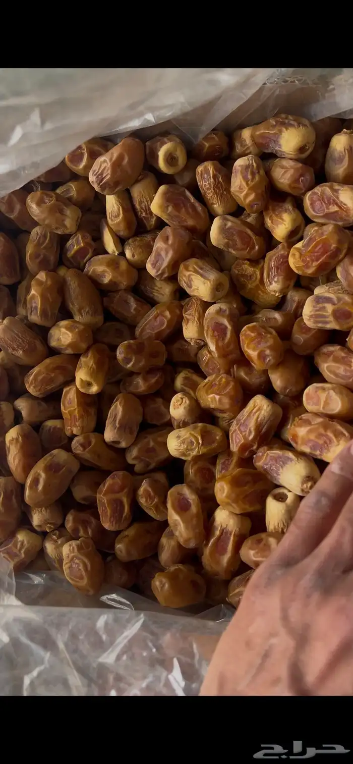 صقعي كراتين كبار 3
