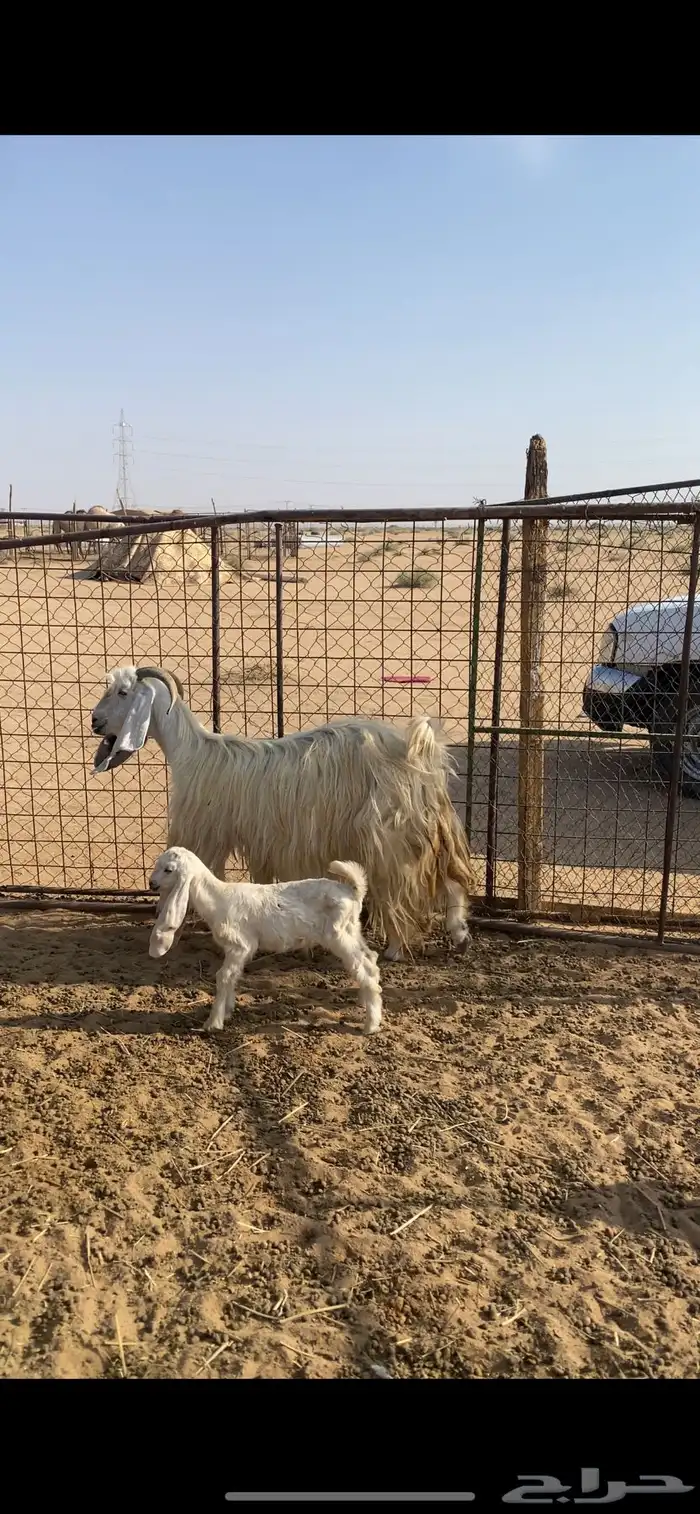 عنز عارضيه برصا متوم 1
