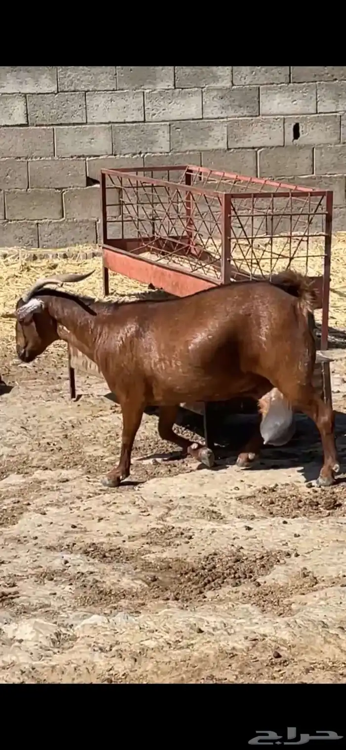 معزا دهم. 5