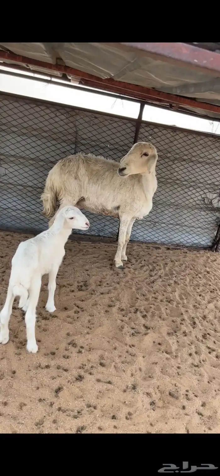 خلفه تحتها خروف 2