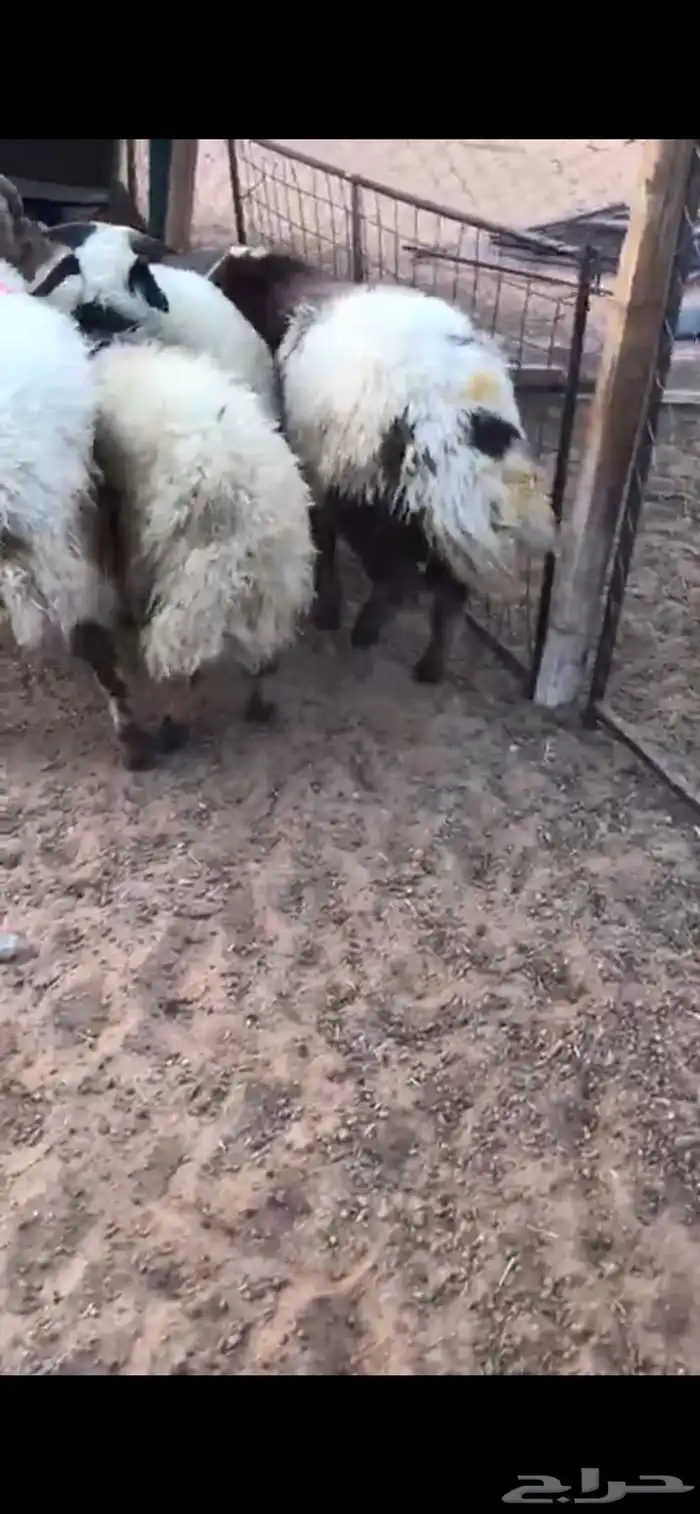 طليان نعيم 2