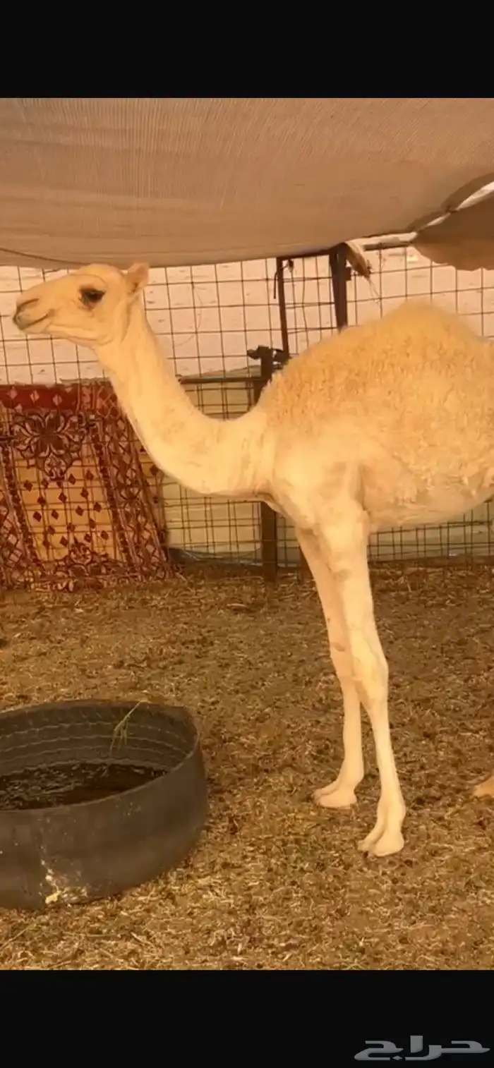 حواره للبيع 0