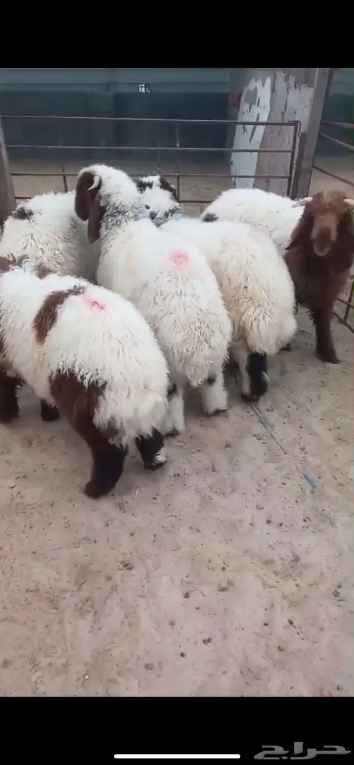 ذبايح نعيم 4
