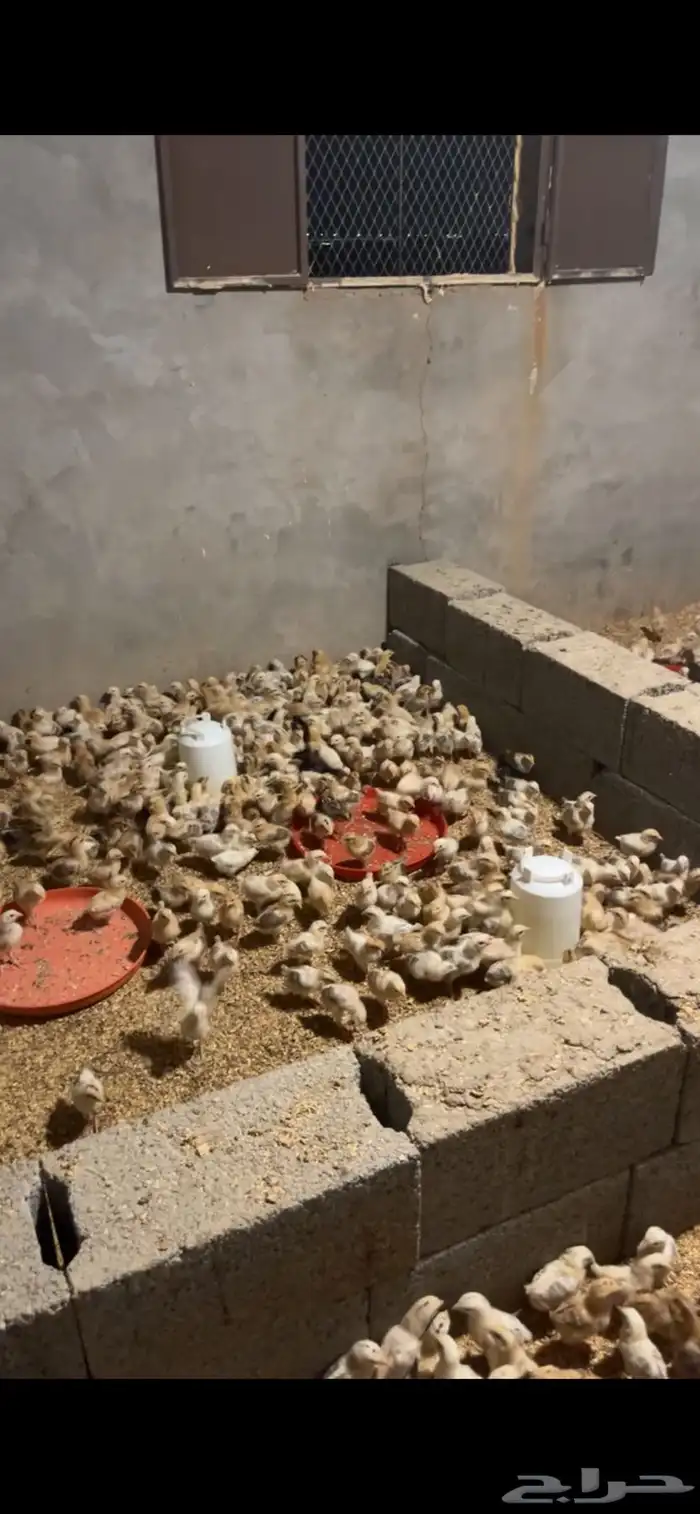 صوص بلدي العمر 13 يوم 2