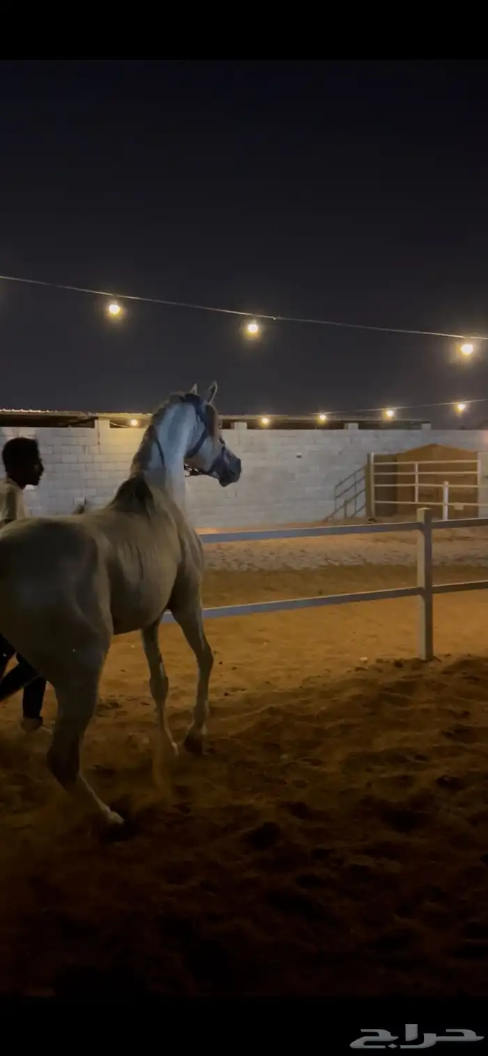 حصان شعبي 2